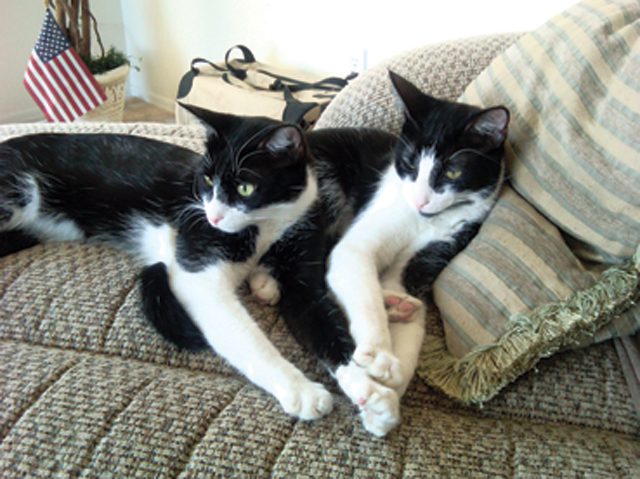 Pets of the Week (12/11)